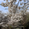 【鎌倉いいね】鎌倉イチ険しい化粧切り通しを抜けた先には....桜が美しい葛原岡神社が。