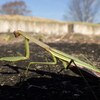 チョウセンカマキリと産みたての卵