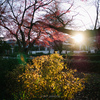 Panasonic LUMIX G 20mm / F1.7 II ASPH. を2年と少し使ったのでまとめ