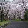 平和公園の桜　１