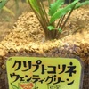 レイコン水槽立ち上げ③〜植栽編