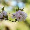 ヤエザクラ：八重桜　　『天の川』