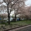 【桜便り】京都・東本願寺前