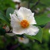 シャラの花、当たり年