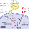 ワクチンと免疫とウイルスの関係