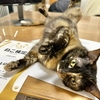 2024年ねこ検定上級の結果届きました。