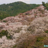 吉野千本桜《#8》 中千本から下千本　 ― 「滝ざくら」ー