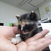 泥だらけだった子猫 3