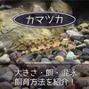  カマツカの飼育方法！大きさ・餌・混泳について日淡水槽の低床掃除係