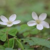 飛騨季節料理　肴　の山菜採り・山菜料理　【この春２回目の花山葵採り！】