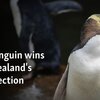ニュージーランドの「今年の鳥 ・Bird of the Year」に「恥ずかしがり屋のペンギン」が選ばれました