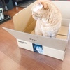 Amazonで届いた飼い猫ちゃん