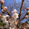 公園に行ってきました！サクラを見て思い出したのは、生徒さんの顔でした。