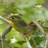 【野鳥】ソウシチョウは嘆く。「俺は、自分の生まれた土地にいることも、許されないのか」と。