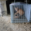野猫ちゃん捕獲作戦　4日目