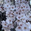 平野神社の枝垂れ桜