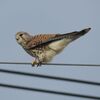 野鳥を見に　2022年1月16日　干拓地の鳥たちと、庭での出来事