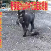 野良猫が山の中で出産は悲劇