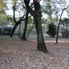 紅葉と落ち葉と掃除