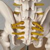 骨盤の歪みの原因と姿勢や左右差を矯正するストレッチ