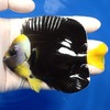 【現物7】パソニファーエンゼル 11cm± ! 海水魚 ヤッコ 15時までのご注文で当日発送【ヤッコ】