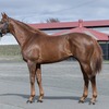 着順は不満も、これまでで一番まともなレースになって少し光明が見えた気がするレッドキリアン。