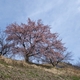 「大漁桜と河津桜」北陸大学太陽が丘キャンパス