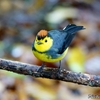 コスタリカ　サベグレ谷の野鳥たち 