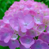 アジサイ撮影に行きました、その５。