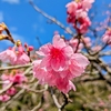 日本一はやい桜が咲いた