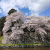 彦根城の桜