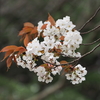 樹木公園でお花見