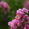夏の花サルスベリ・1