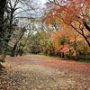 京都の思い出のつづき　２日目（下鴨神社、上賀茂神社→宇治）