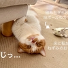 愛猫に見つめられながら、愛猫マグカップ（第二弾）作成中。