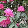 ご近所は花盛り＾-＾