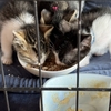 日々成長する子猫たち！