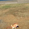 秋祭り