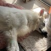 とうとう初雪