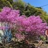 神奈川丹沢大山の木