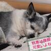 お使いとお駄賃