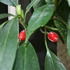 雨降り、野菜苗を求めました。