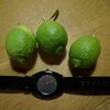 自家製レモンでレモンサイダーを作る
