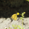 黄色い蝶の正体は？キタキチョウとモンキチョウの見分け方と遺伝的多様性の面白さを考察