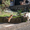 深島のねこさん