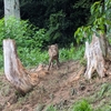 イノシシ、久しぶりに捕獲