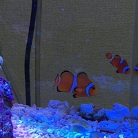 30cmキューブ水槽用の水槽台を自作しました Ash式アクアリウム