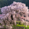 「又兵衛桜」