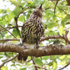 長野）上高地1日目（河童橋⇔大正池）。野鳥編。ホシガラス、アカゲラ、カケス、ウグイス、コガラ、コサメビタキ（虫）、アオジ。