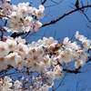 高田こうえん 桜 開花状況2020年は？ 見頃予想？